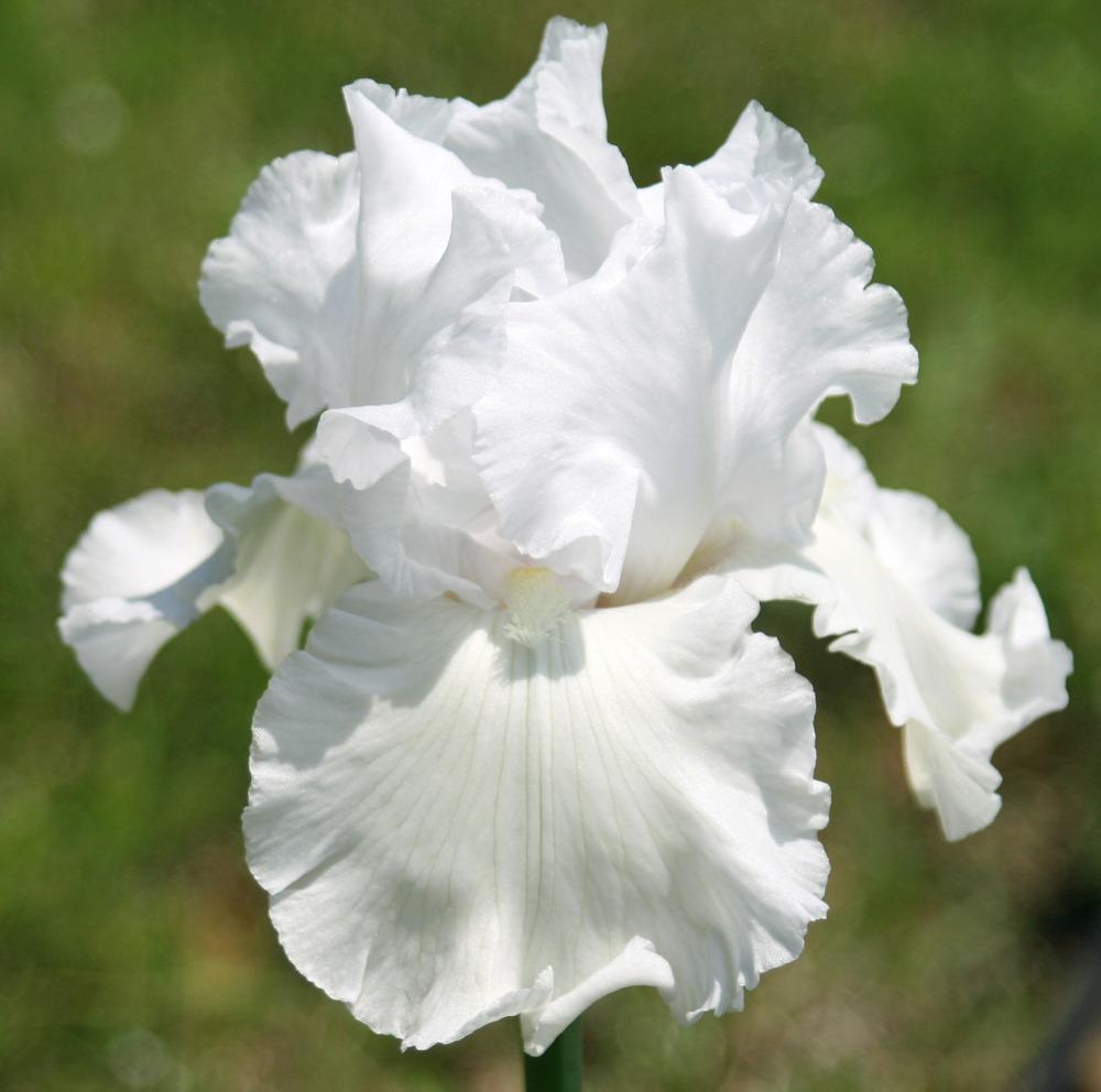 Iris germanica 'Skating Party'